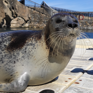 Aventura con las focas en el Acuario