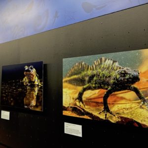 Exposición sobre anfibios gallegos en el Aquarium Finisterrae