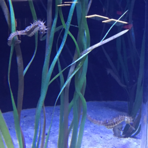 Monólogos no Aquarium